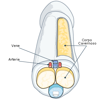 come rimuovere unerezione per un po