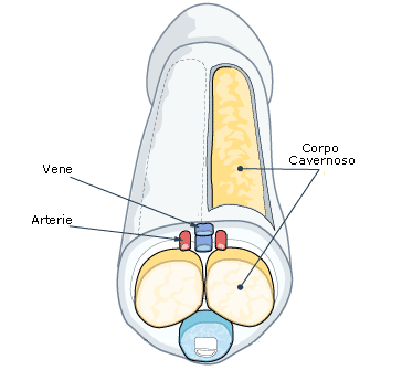 pene come funziona